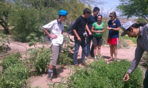 City High School’s farm crew helps out at Las Milpitas de Cottonwood Community Farm
