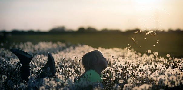 dandelion blowing away.png