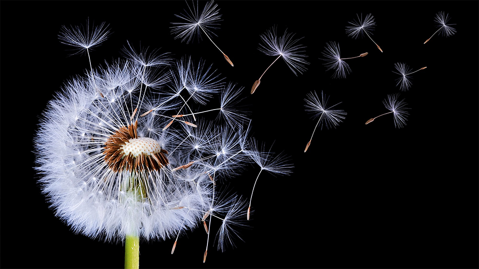 dandelion